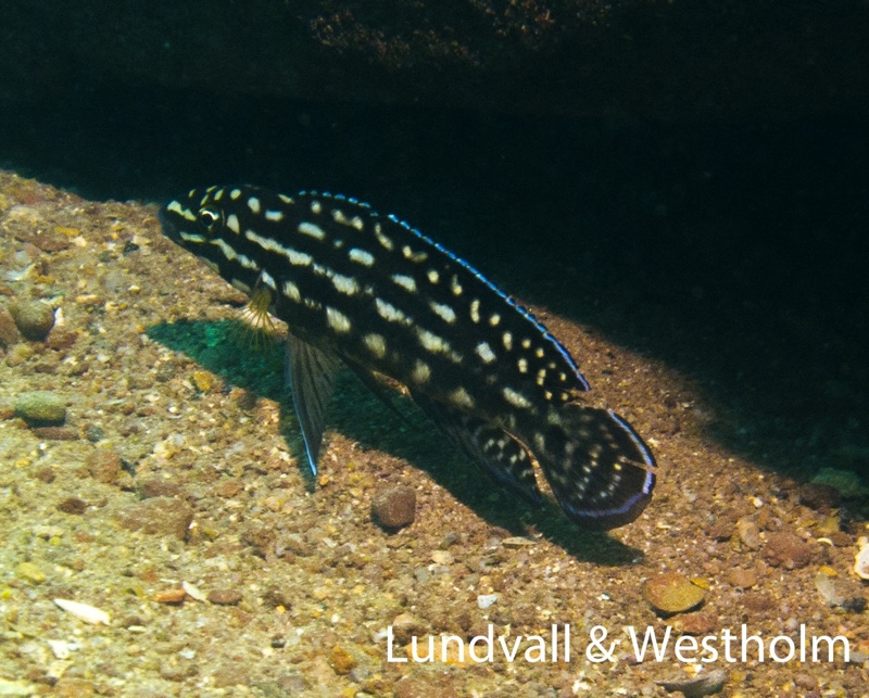 Julidochromis cf. regani 'Kagongo'